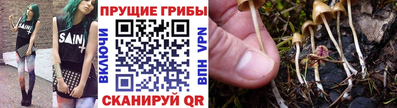blacksprut зеркало  Красноуфимск  Псилоцибиновые грибы Psilocybine cubensis  даркнет сайт 